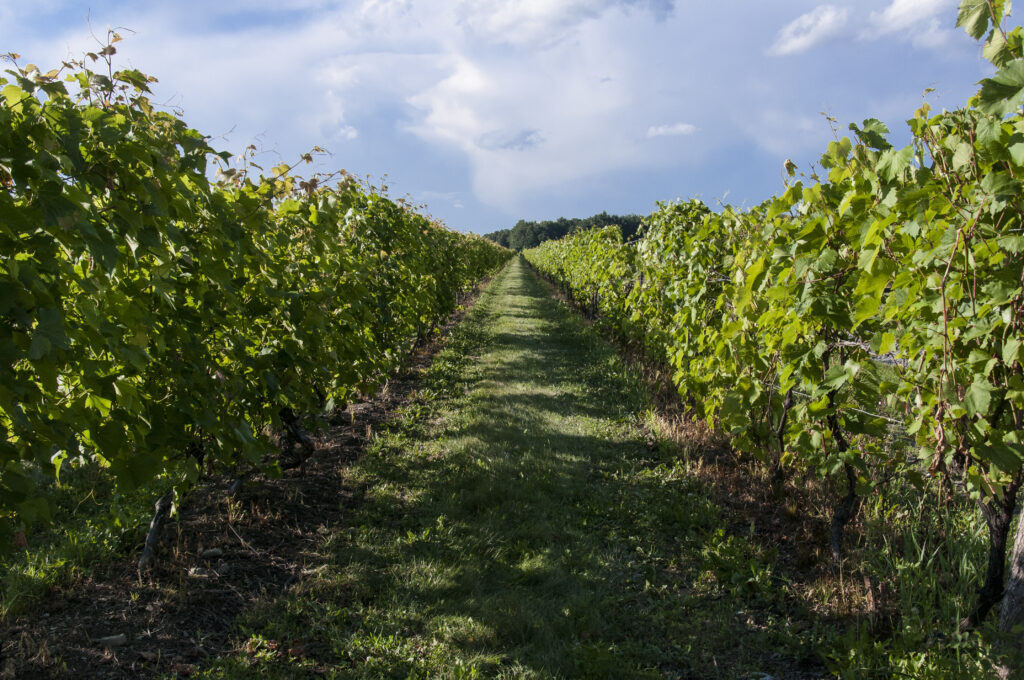 Meilleurs Vignobles à Visiter à Québec