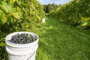 Meilleurs Vignobles à Visiter à Québec